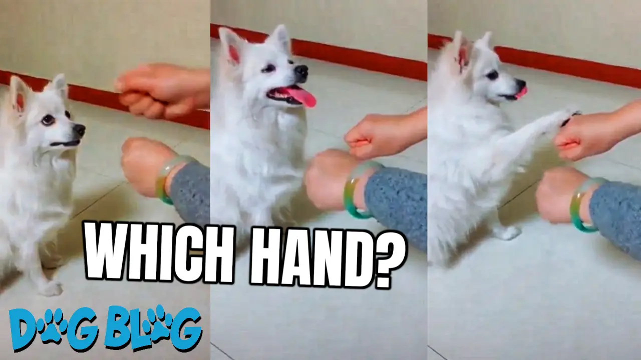 Dog Outsmarted by Owner