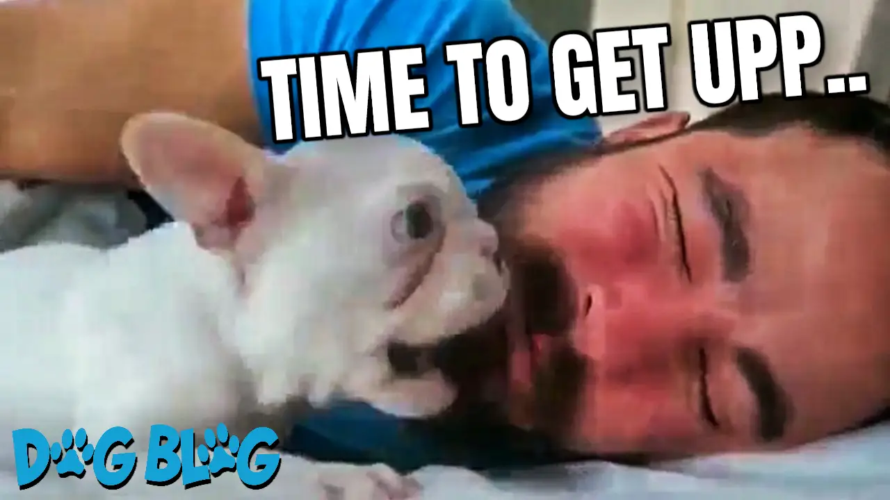 Puppy Wakes Up Human