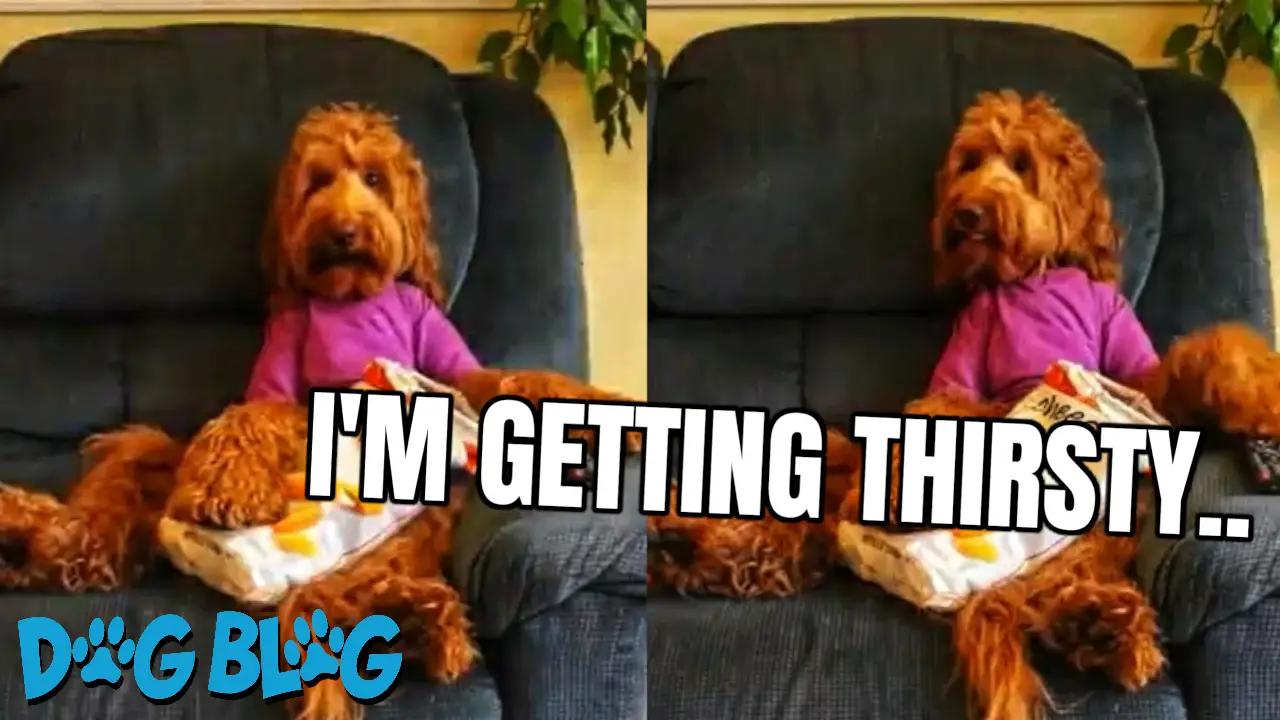 Dog Eats Cheese Puffs