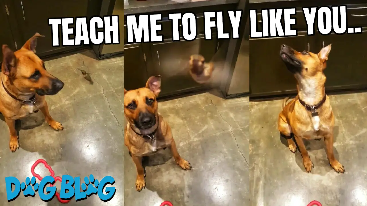 Dog and Hummingbird