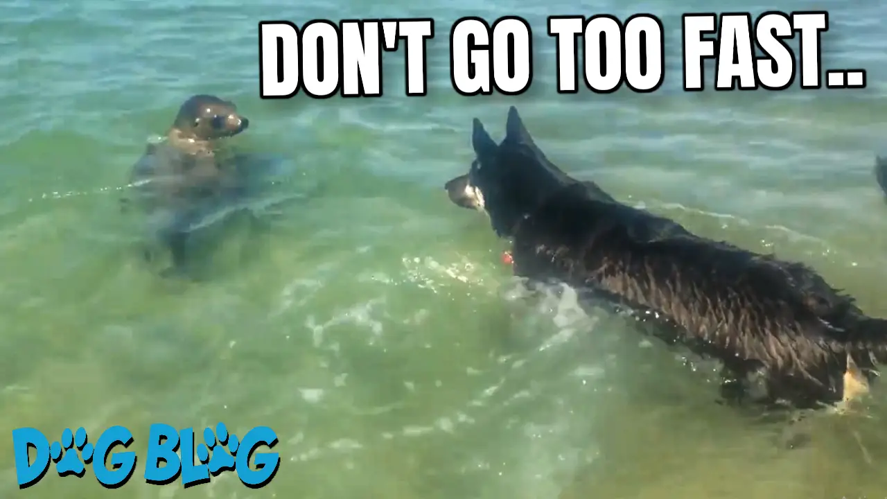 Dog and Seal Play