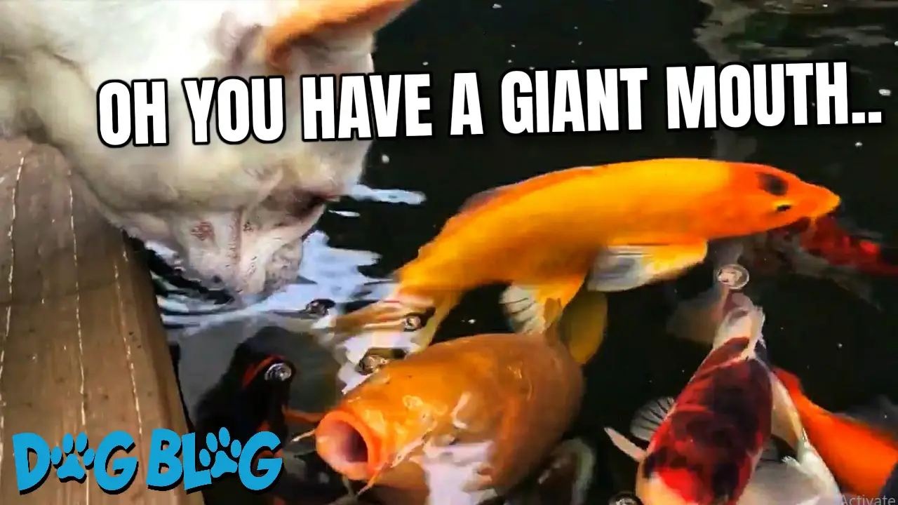 Dog Kisses Koi Fish