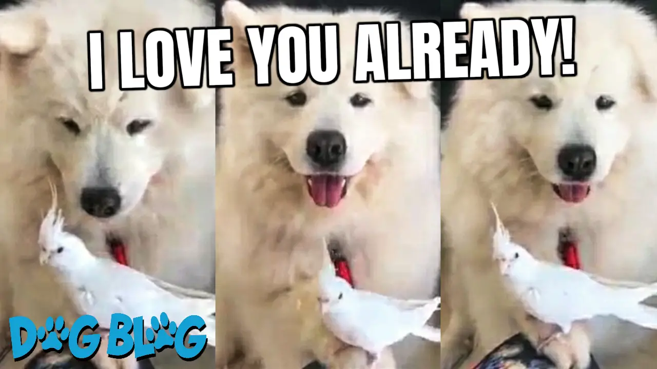 Dog Holds Bird