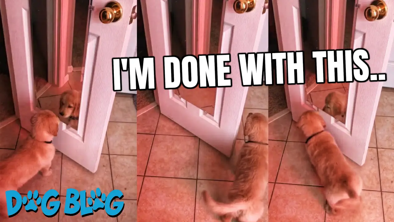 Puppy Confused by Mirror