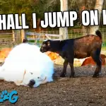 Goats Jump on Dog