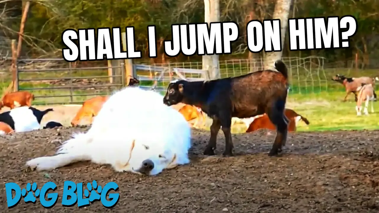 Goats Jump on Dog