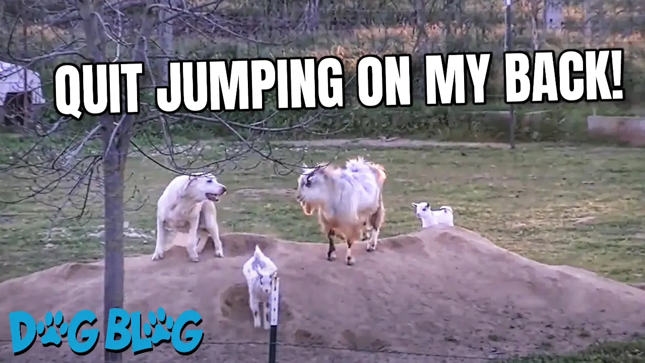 Dog, Goat & Donkey Play