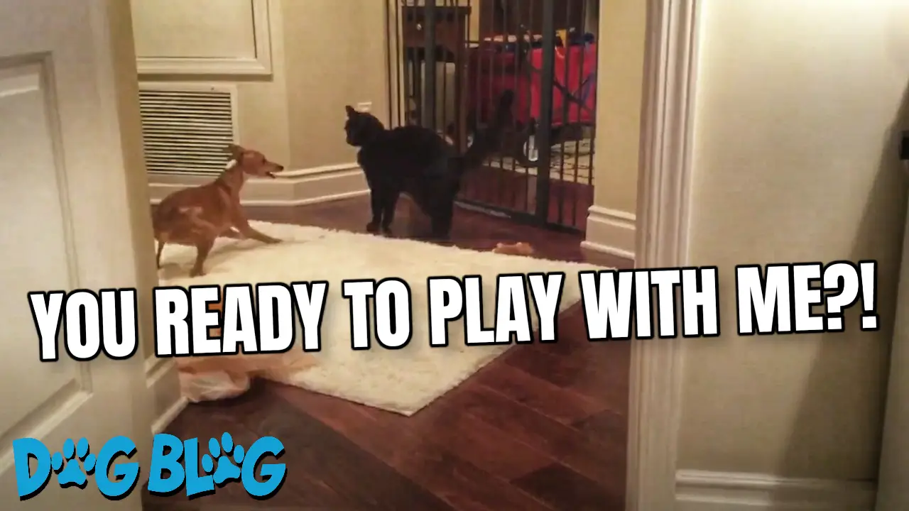 Dog and Cat are Total Opposites