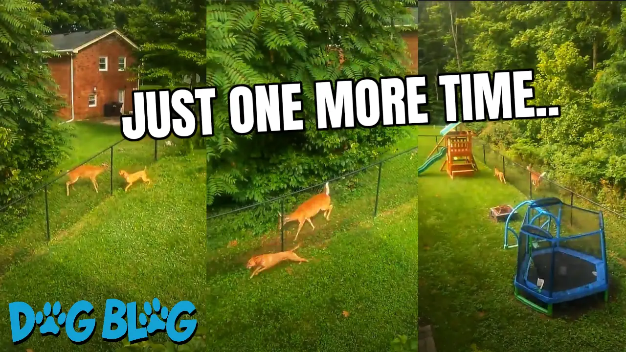 Dog Plays with Deer