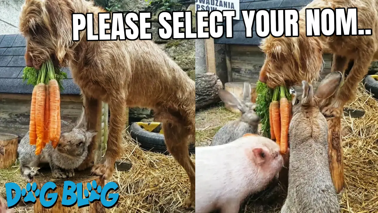 Dog Feeds Carrots
