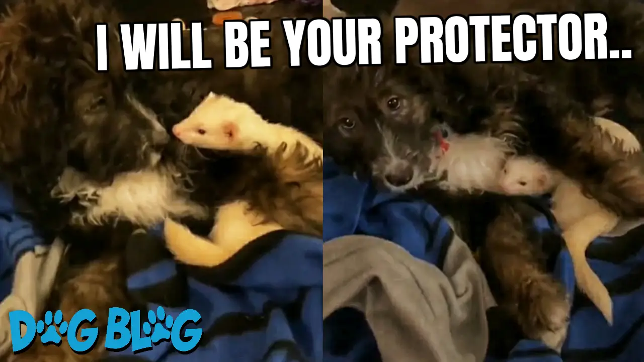 Dog and Ferret Snuggles