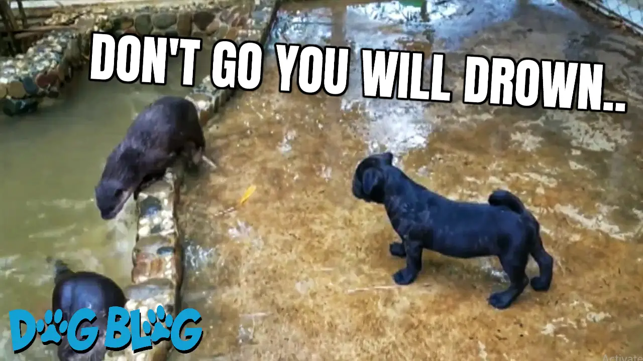 Dog and Otters Play