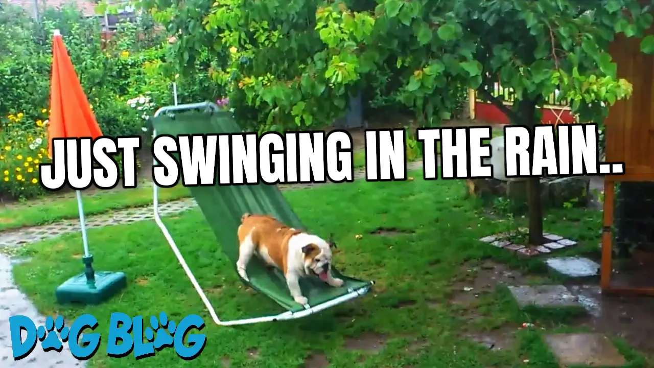 Bulldog on Hammock