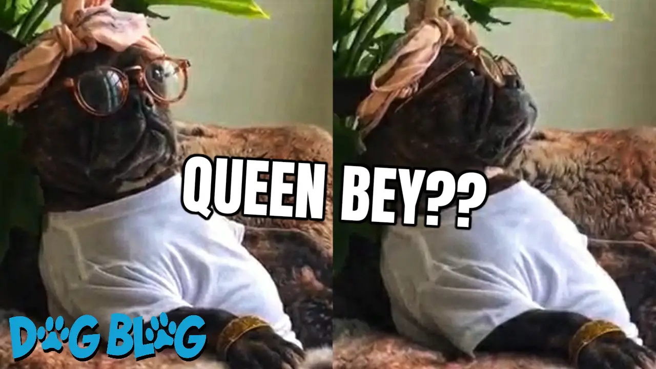 Dog Loves Beyonce