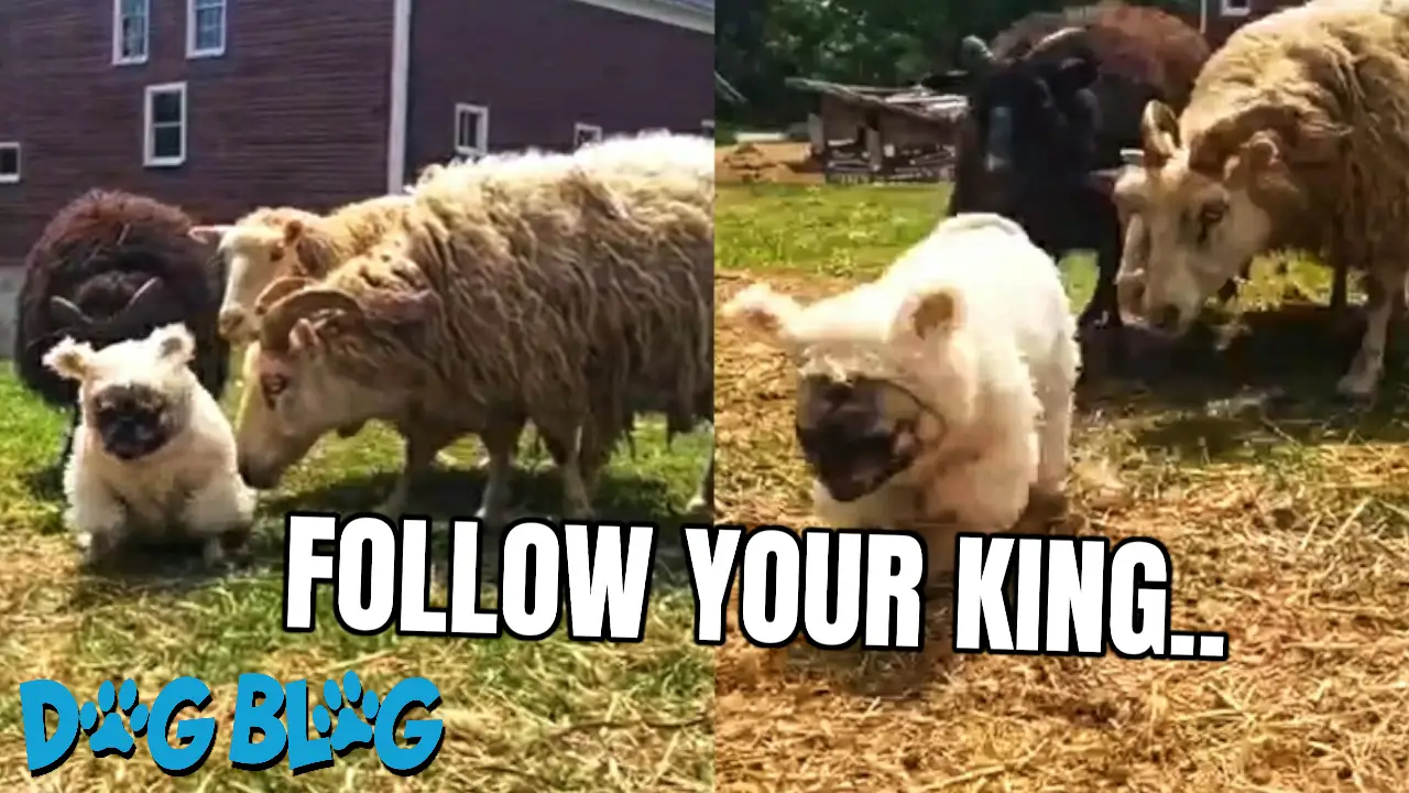 Pug in Sheep's Clothing