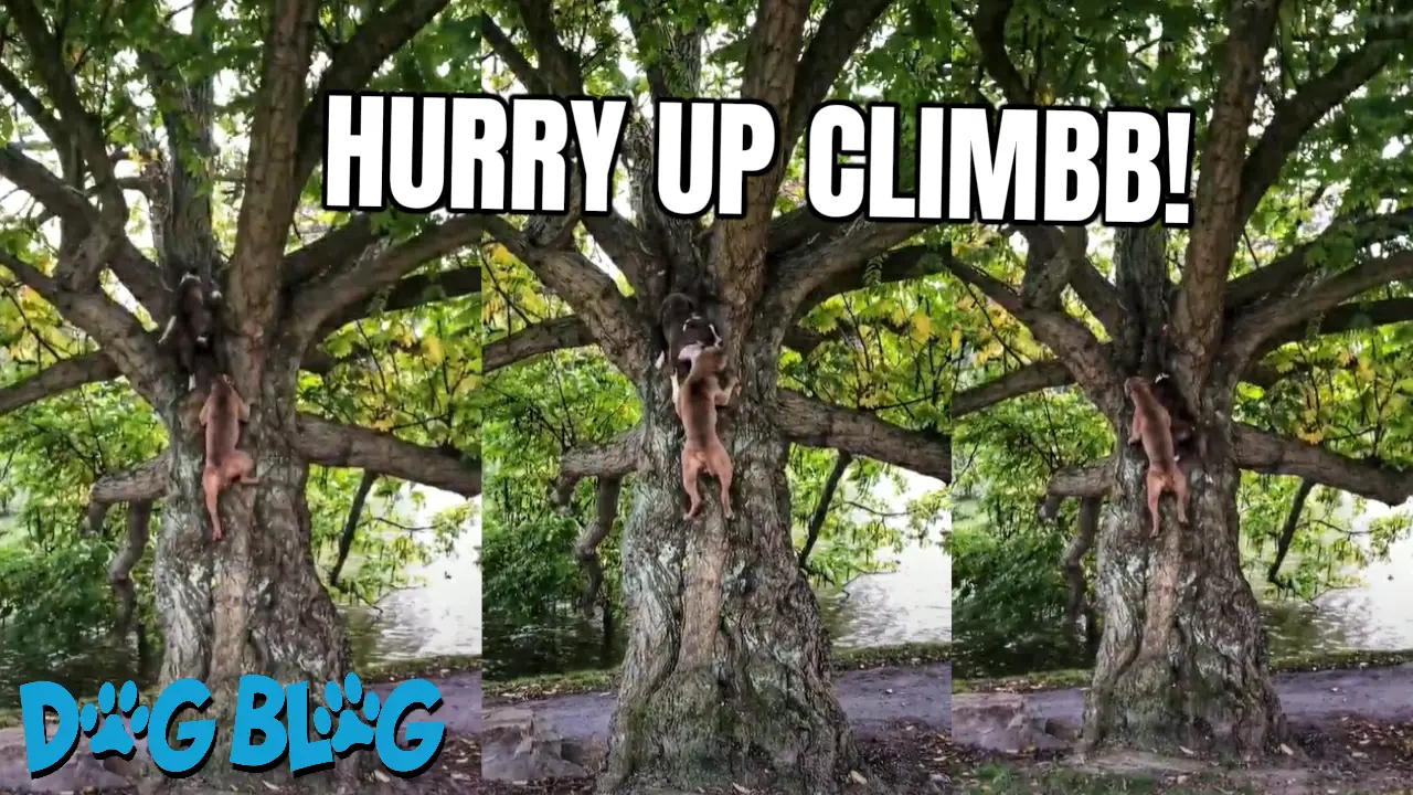 Dogs Climb Tree
