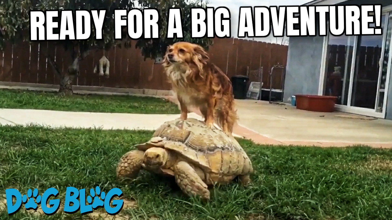 Dog Rides on Tortoise