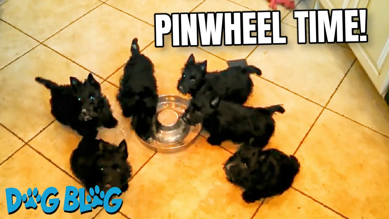 Puppies Spin Like a Pinwheel