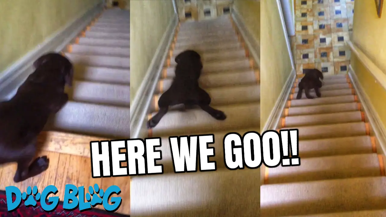 Puppy Slides Down Stairs