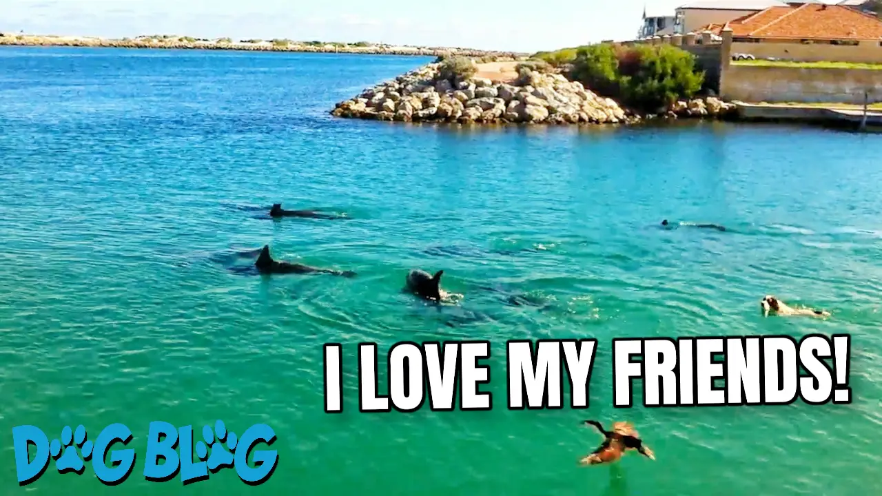 Dog Swims with Dolphins