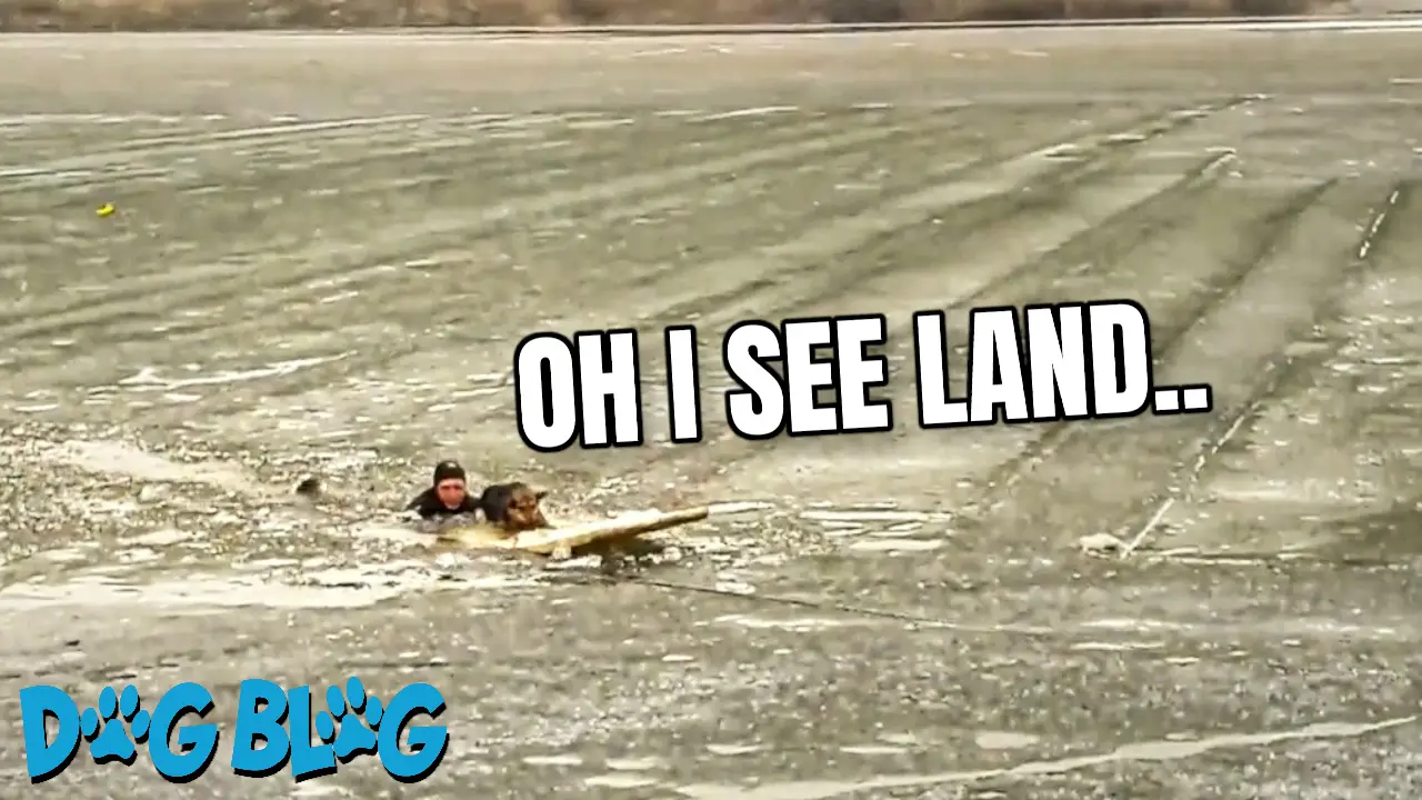 Man Rescues Dog From River