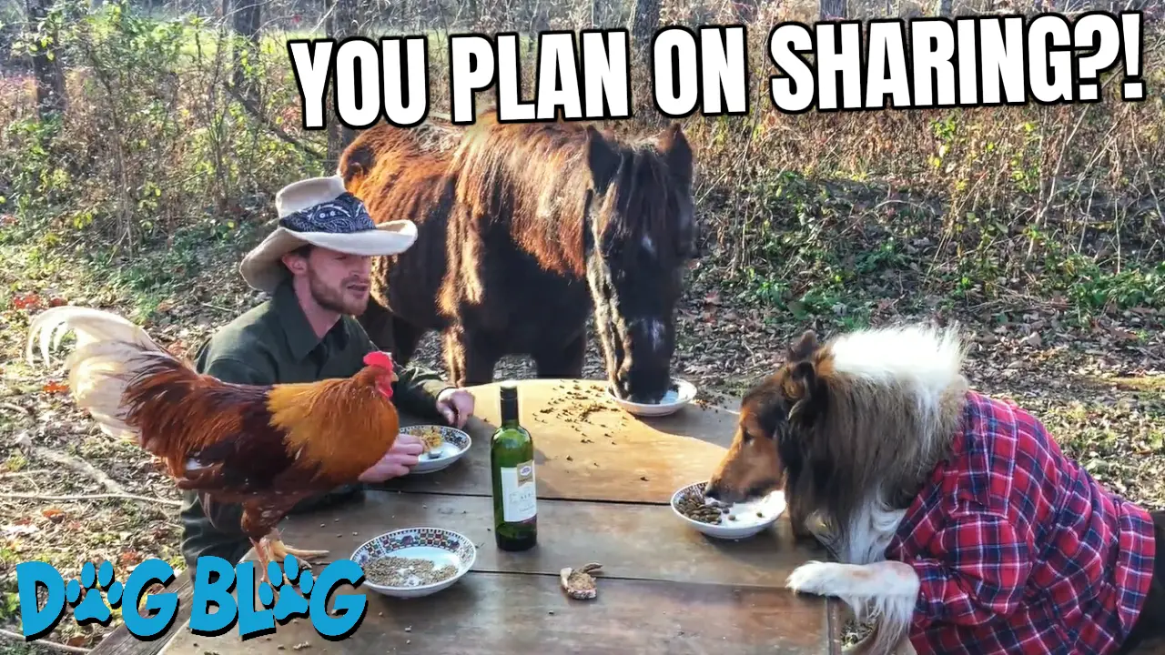 dog, chicken, horse and human eat together
