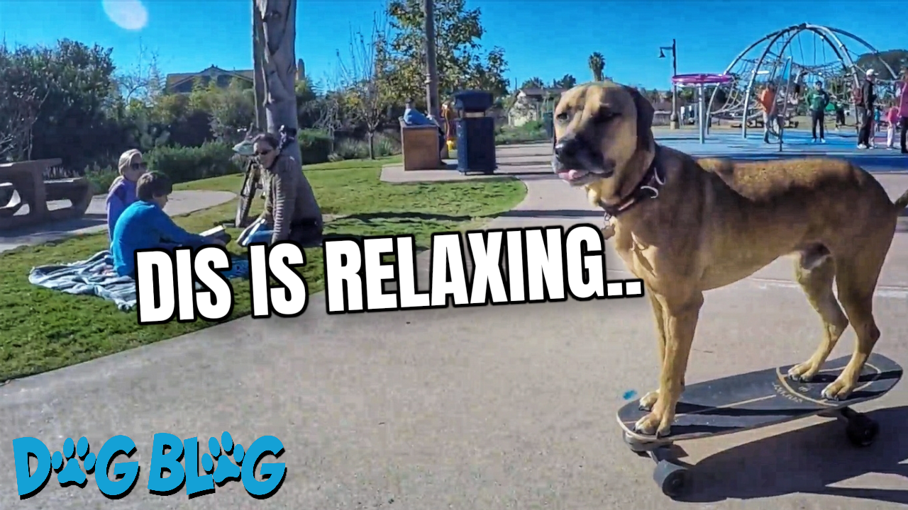 Dog Skateboards in Park
