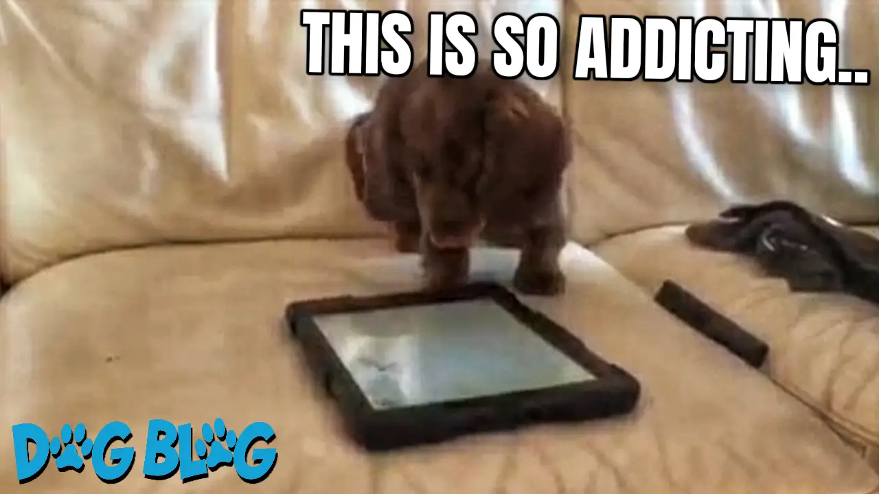 Puppy plays with iPad app