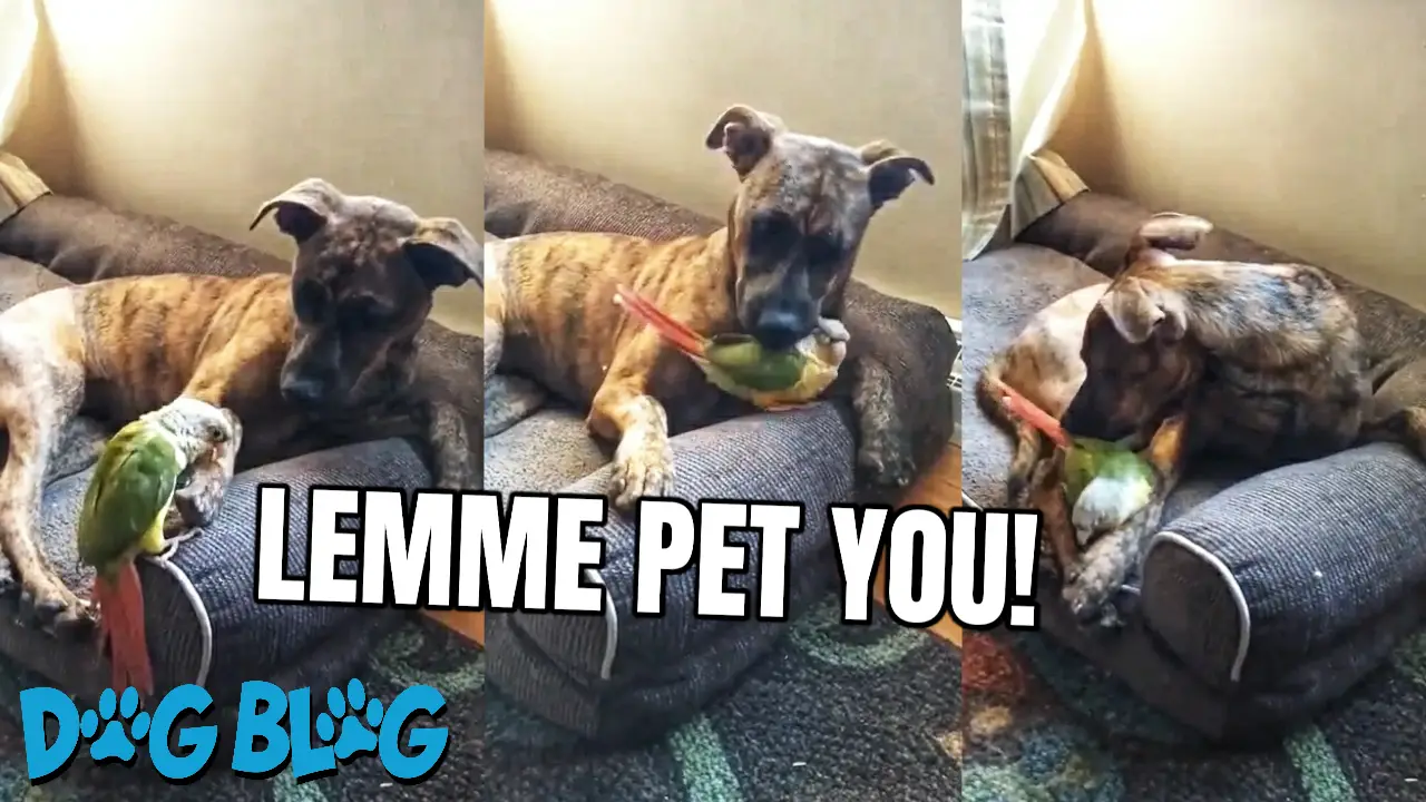 Dog pets bird
