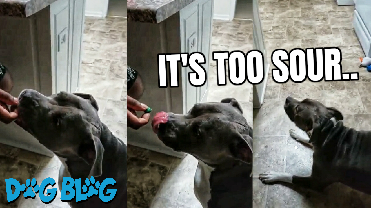 Dog Tries Sour Candy