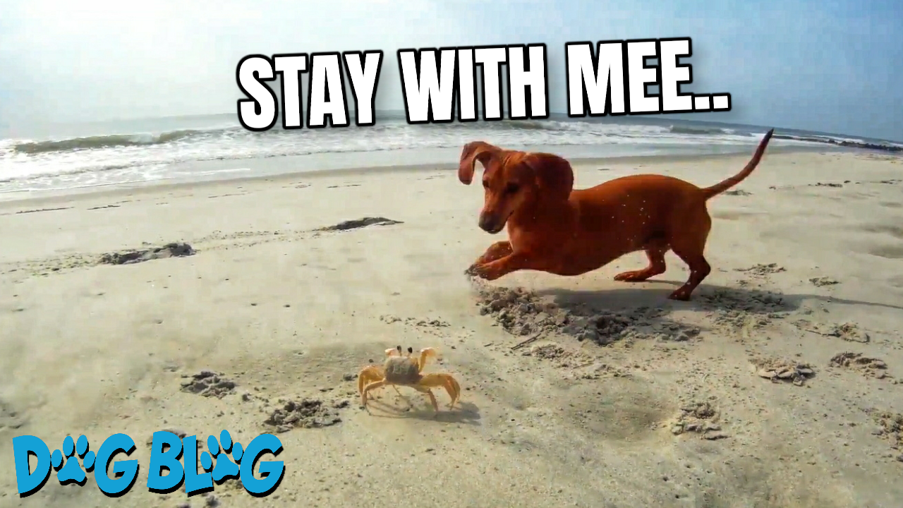 Dog Meets a Crab