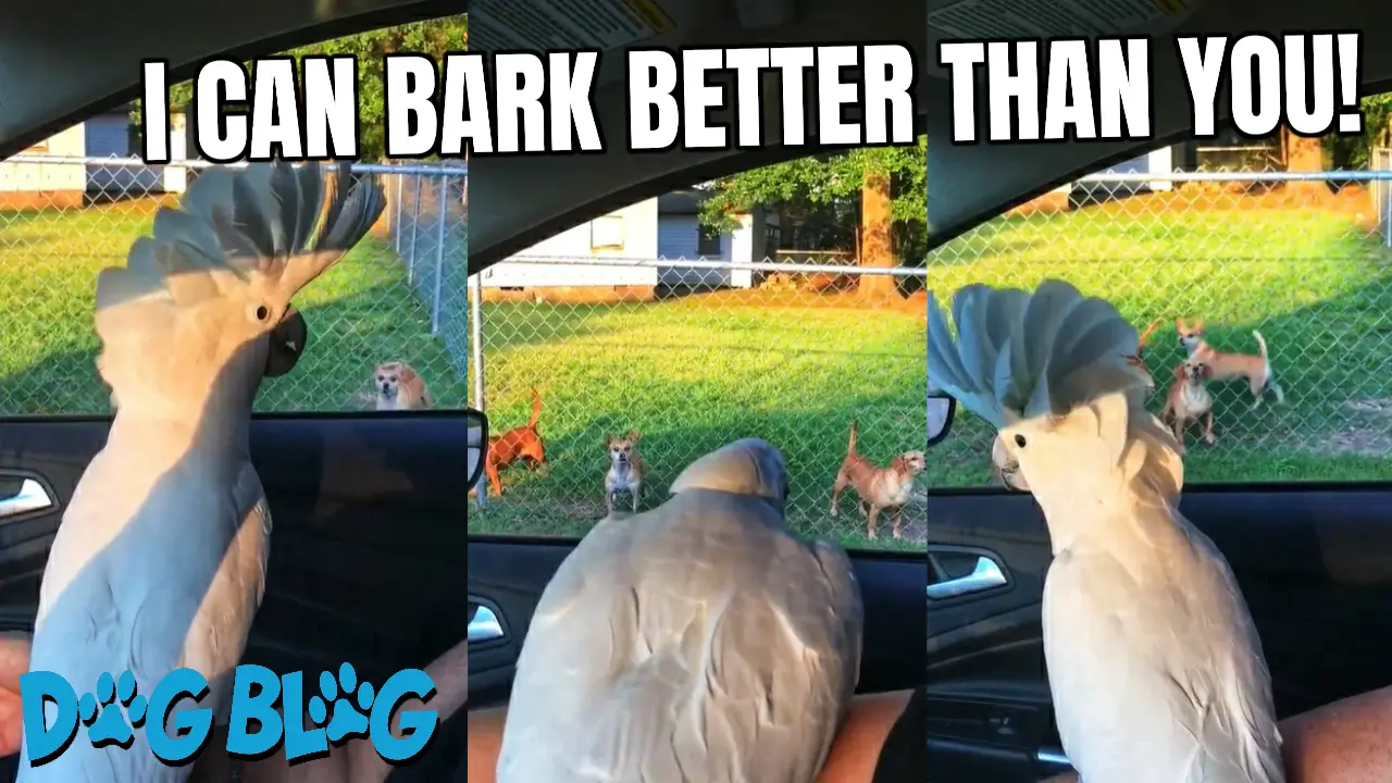 Bird Barks at Dogs