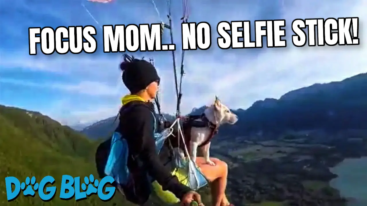 Dog paraglides