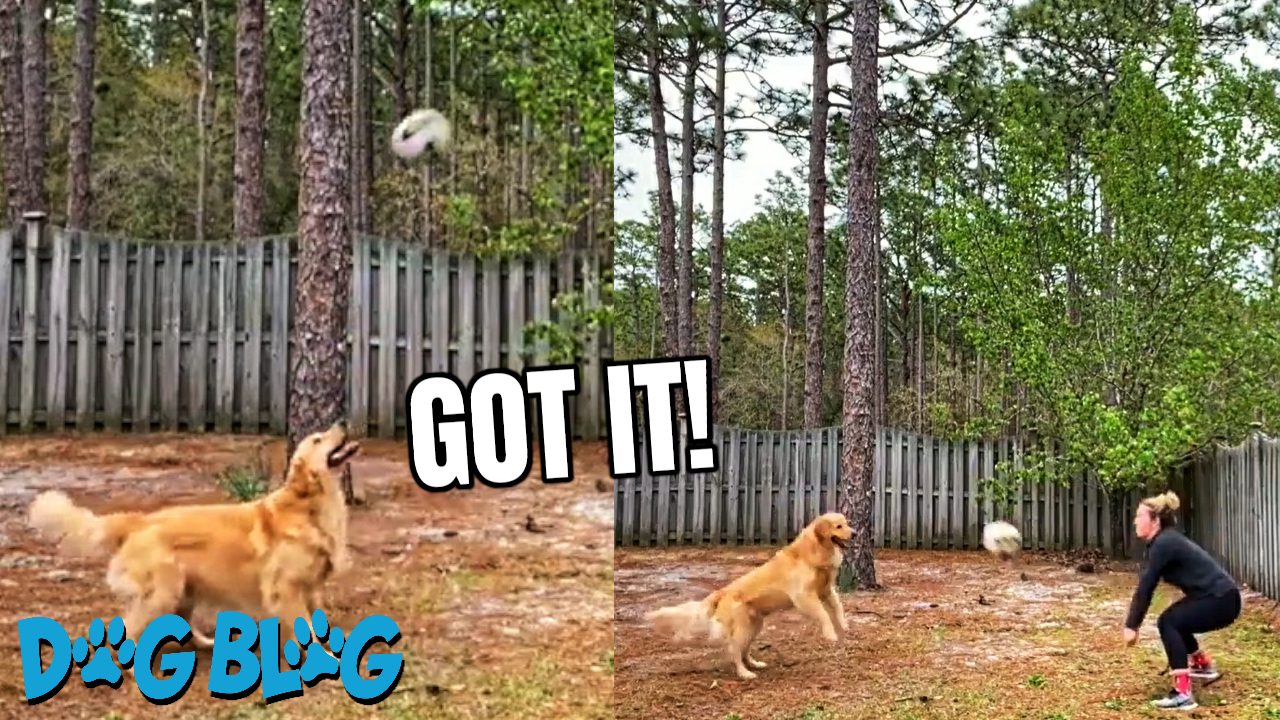 Dog Plays Volleyball