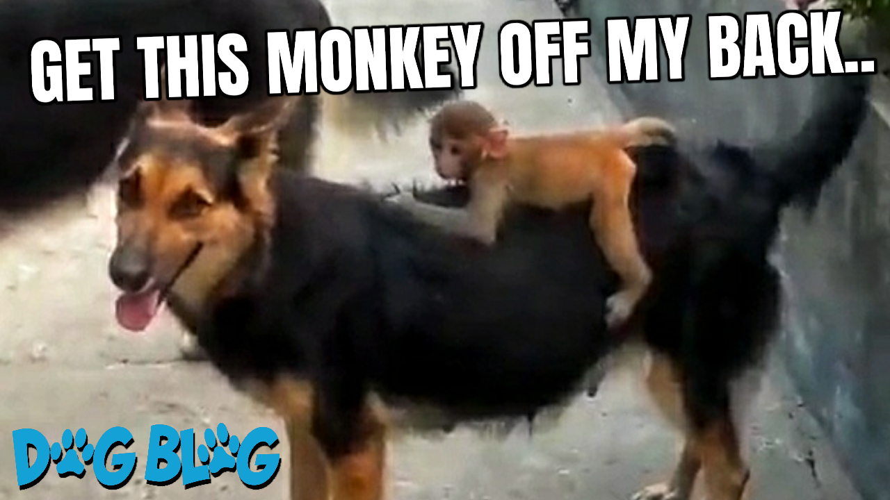 Monkey Rides on Dog