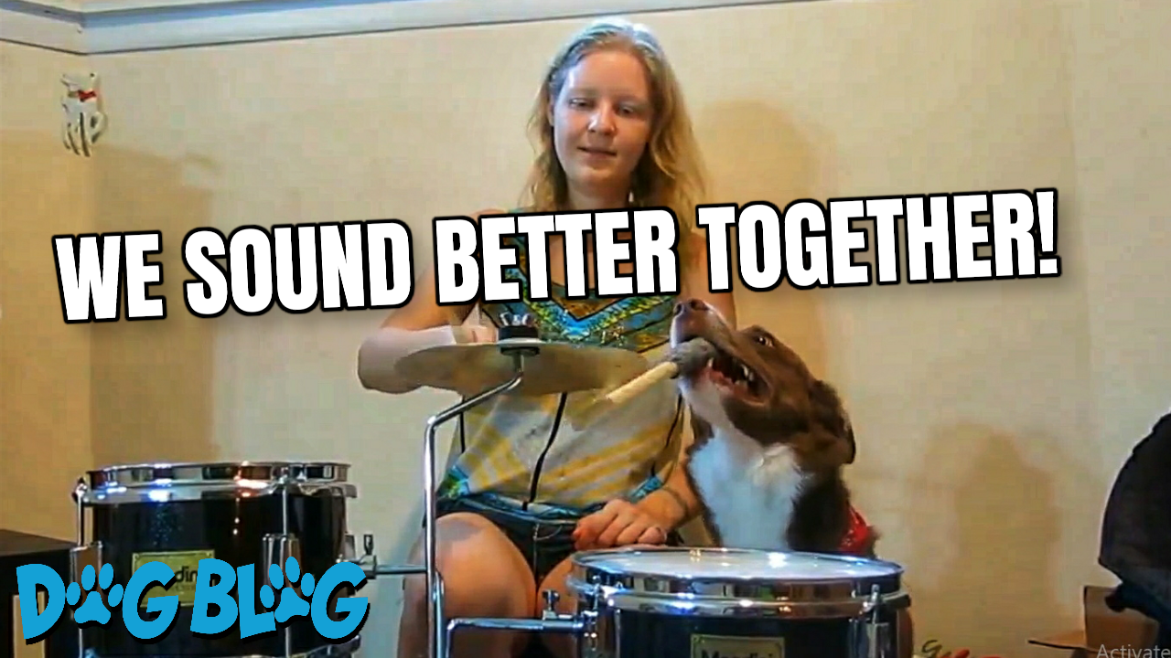 Dog Plays Drums
