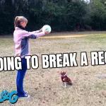 Dog Keeps Ball in the Air