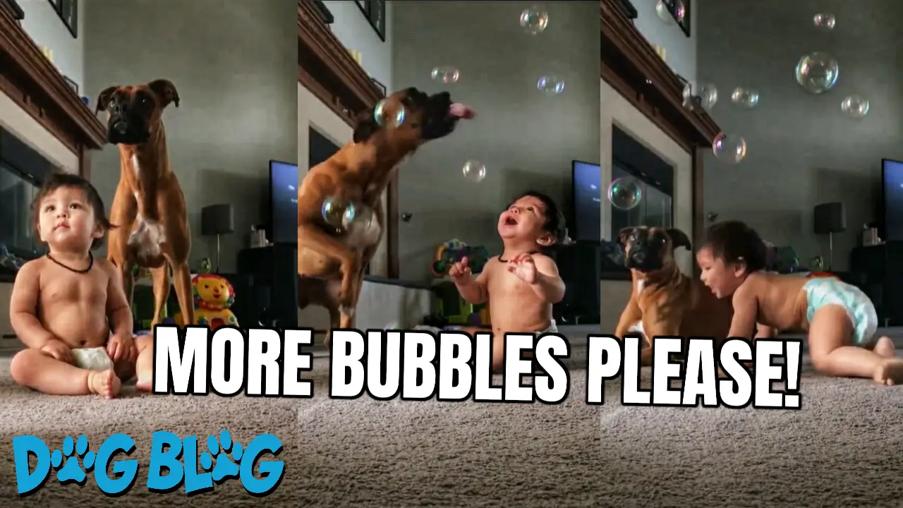 Dog and Baby play with Bubbles