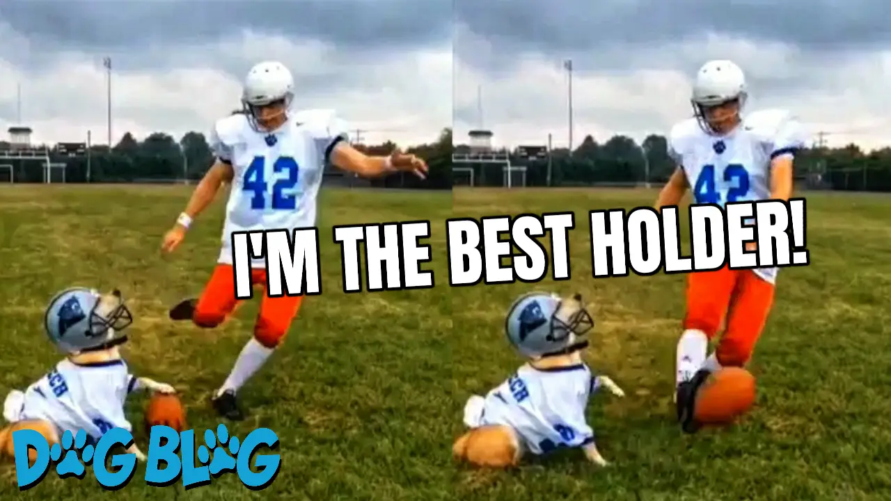 Dog holds football