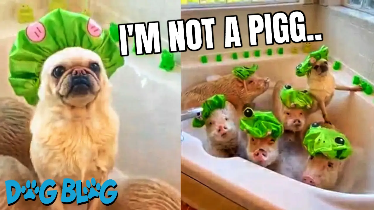 Pug Takes Bath with Pigs