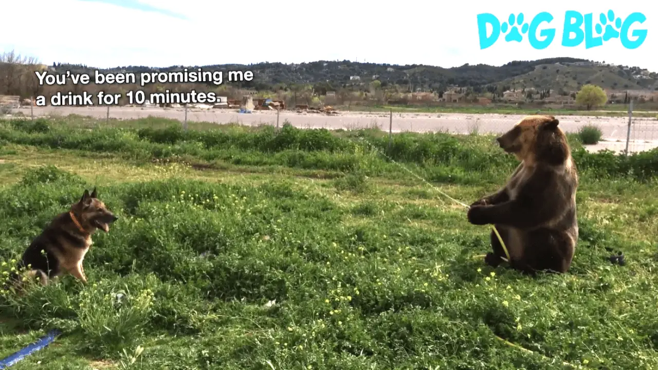 Bear Sprays Dog with Hose