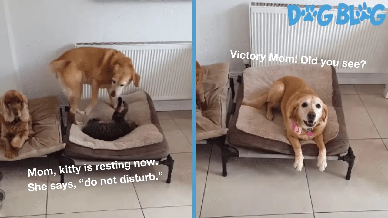 Cat Steals Dog Bed