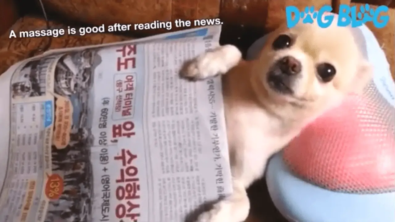 Dog Head Massage