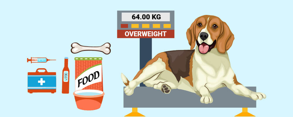 Overweight Dogs