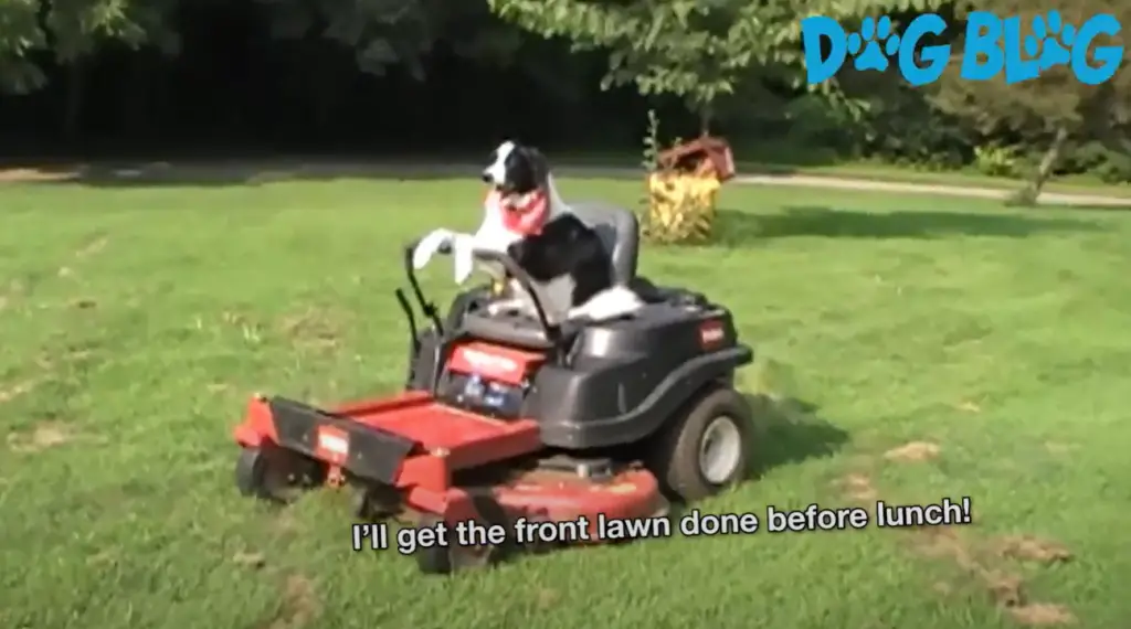 Border Collie Dog Mows The Yard In Zero Turn Mower
