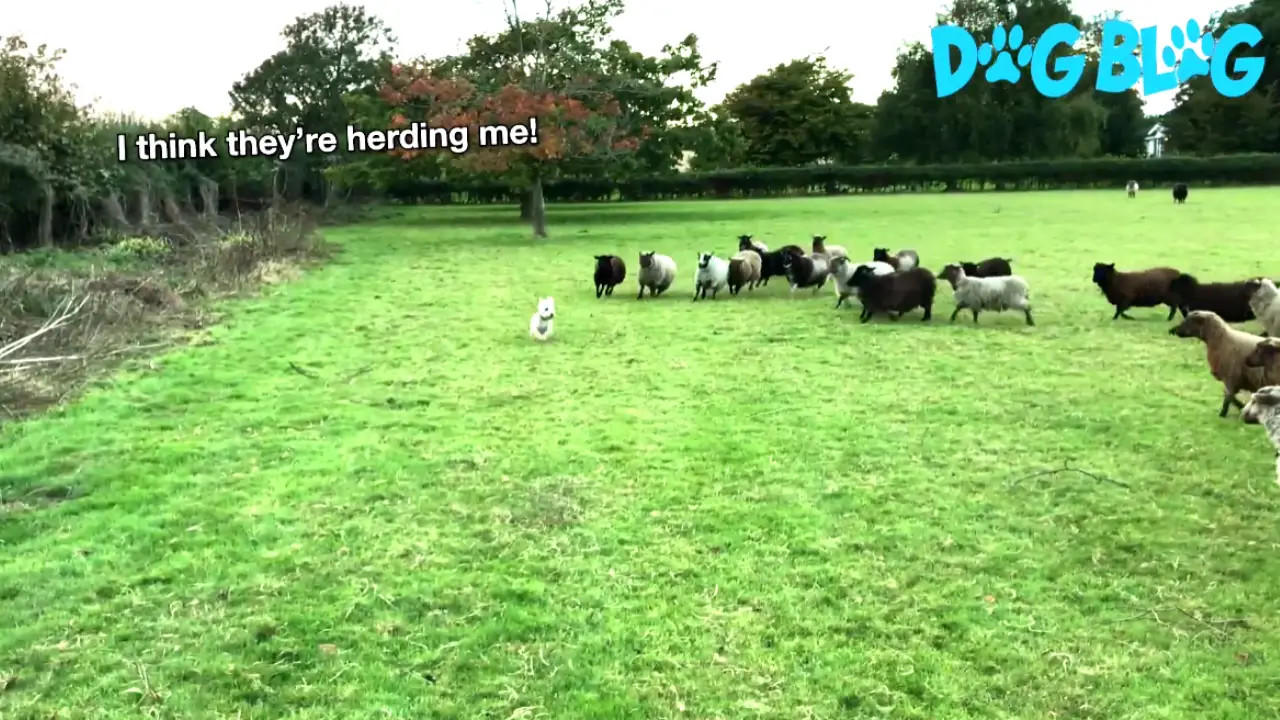 Terrier Herding Sheep