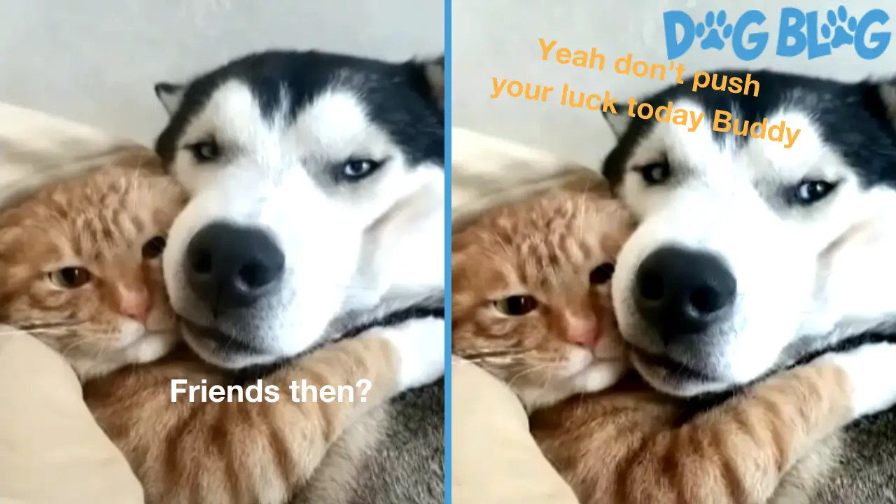 Cat and Dog Snuggle