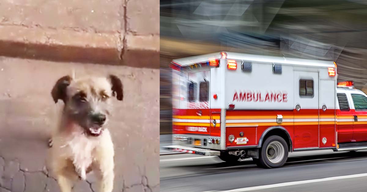 dog chases ambulance