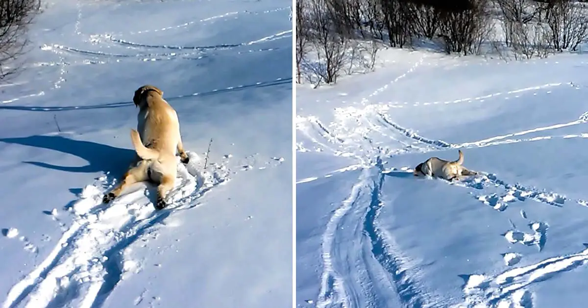 dog snow slides