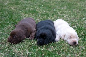 three different colored puppies